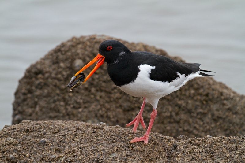 Birds of the Biosphere Webinar